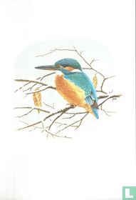 Vogels - IJsvogel