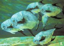 02137 - 'Florida Permit on the Flats'