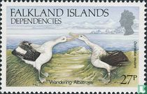 Albatrosse