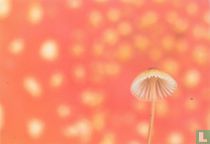 Natuurkunst - Mycena met vliegenzwam