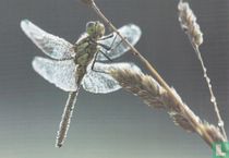 Natuurkunst - Bruinrode Heidelibel