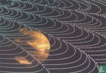 Natuurkunst - Spinnenweb met zon