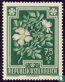 Bloemen