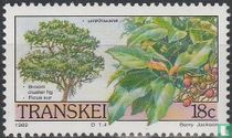 Indigenous Trees for sale