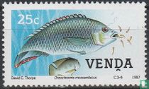 Freshwater fish