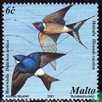 Birds