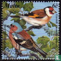 Birds