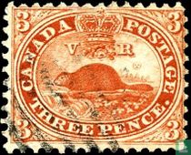 North American Beaver