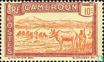 Herd in river