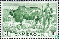 Zebu with shepherd