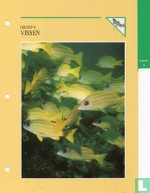 Groep 4: Vissen