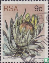 Protea 