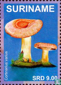 Champignons