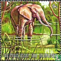 African Elephant