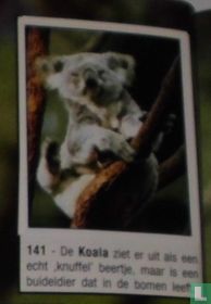 Koala