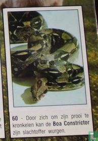 Boa Constrictor