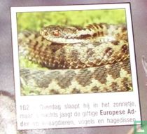 Europese Adder