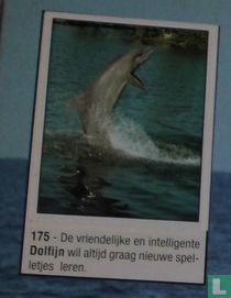 Dolfijn