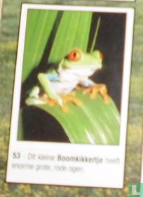 Boomkikkertje