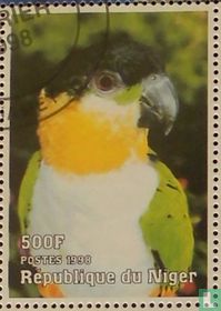 Parrots