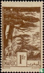 Forêt de cèdres
