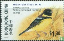 Migratory birds