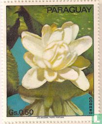 Water Lily
