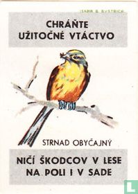 Strnad obycajny