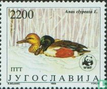 Canards