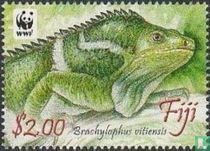 Combed fiji iguana 