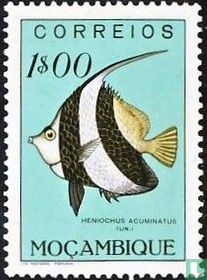 Fish for sale