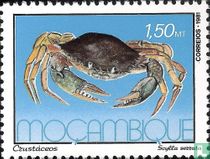 Animaux marins 