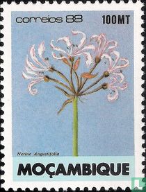 Fleurs 