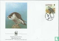 Peregrine falcon