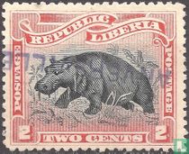 Pygmy hippopotamus