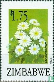 Chrysanthème