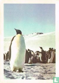 De keizerpinguin is meer dan 1 m hoog