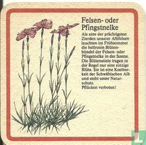 Felsen-oder Pfingstnelke