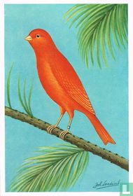 Kleurkanarie rood