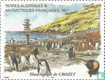 Pinguïnkolonie op Crozet
