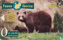 Oso Pardo [ursus arctos]