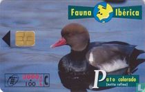 Pato Colorado [netta rufina]