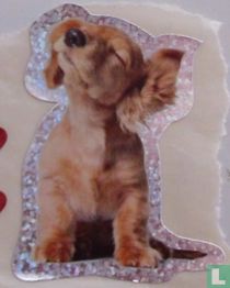 Hond