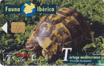 Tortuga Mediterránea [testudo hermanni]