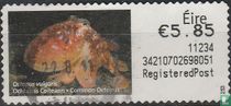 Common octopus