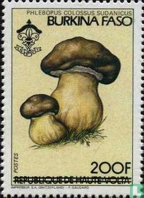 Mushrooms and Flowers