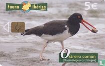 Ostrero Común [Haematopus ostralegus] 