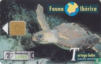 Tortuga Boba [caretta caretta]