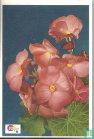 Begonia Exquisite (grootbloemige Begonia)
