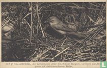 Der Fitislaubvogel